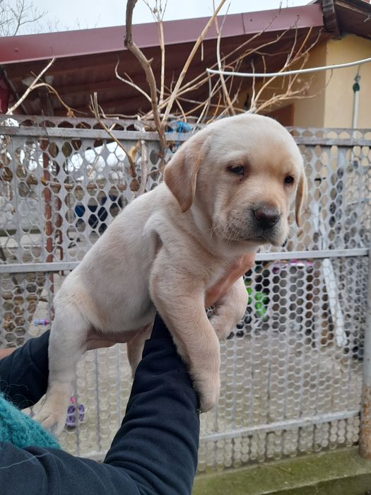 Donez puiuț Labrador