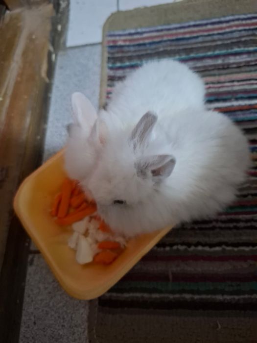 Продам крольчат хорошие добрые