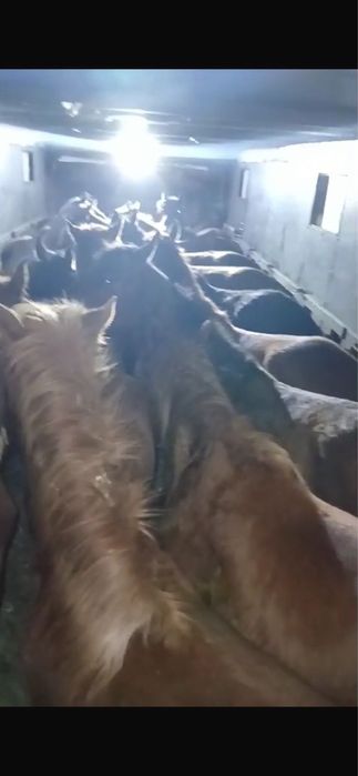 Құнандар бар 19 бас 1жас сегіз ай