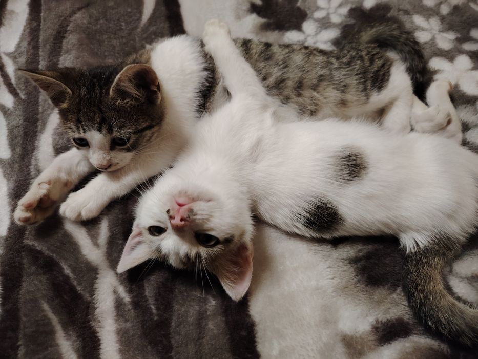 Donez 2 puiuți de pisică