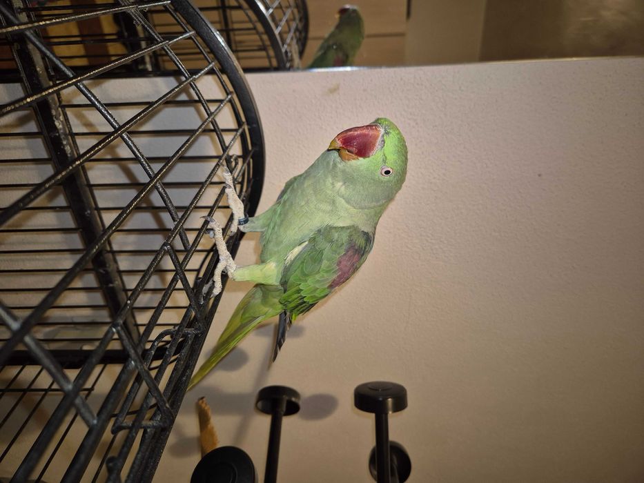 Papagal Marele Alexandru, inel inchis