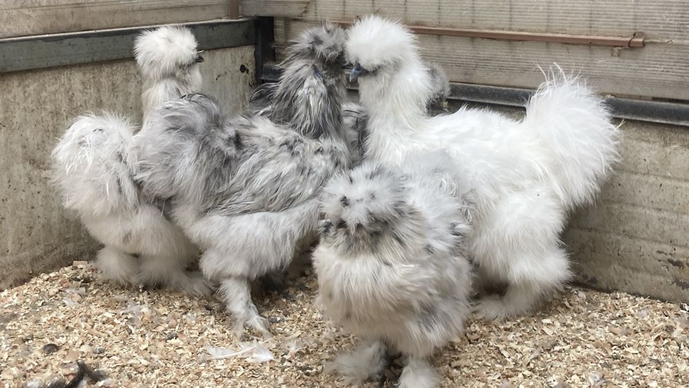 Matase japoneza 2024