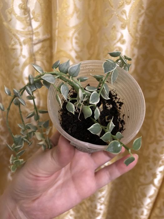 Дисхидия миллион Сердец