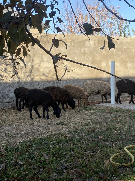 Ұрғашы тоқтылар 6 бас