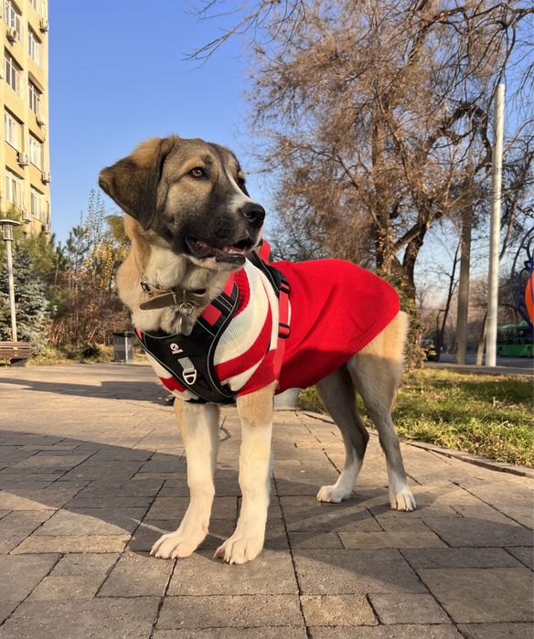 Самая классная и умная 6 мес. Жанночка ждет свою семью