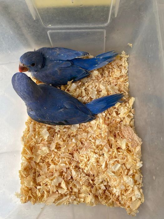 Papagali vorbitori blanzi Micul alexandru Alexander