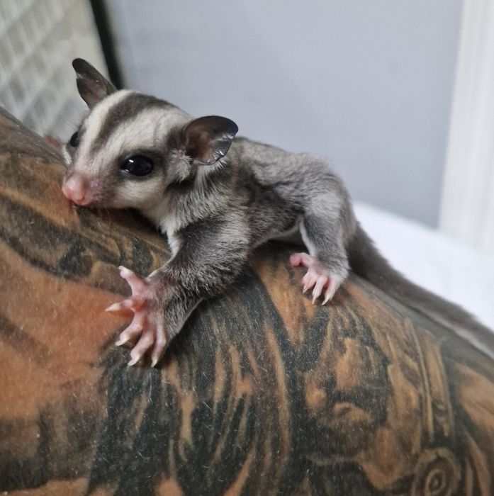 Veverite zburatoare mature reproducătoare o pereche