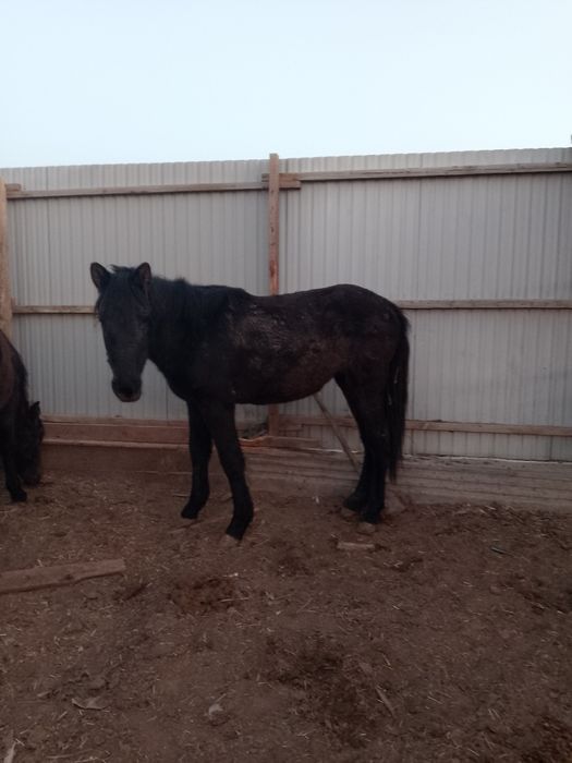 Жылкылар сатылады