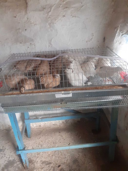 Vând prepelițe cu cușca