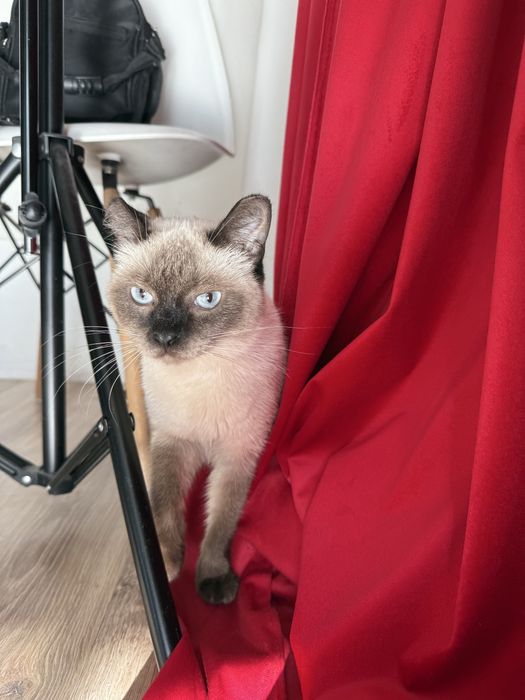 Кошечка Сиамская стерилизованная