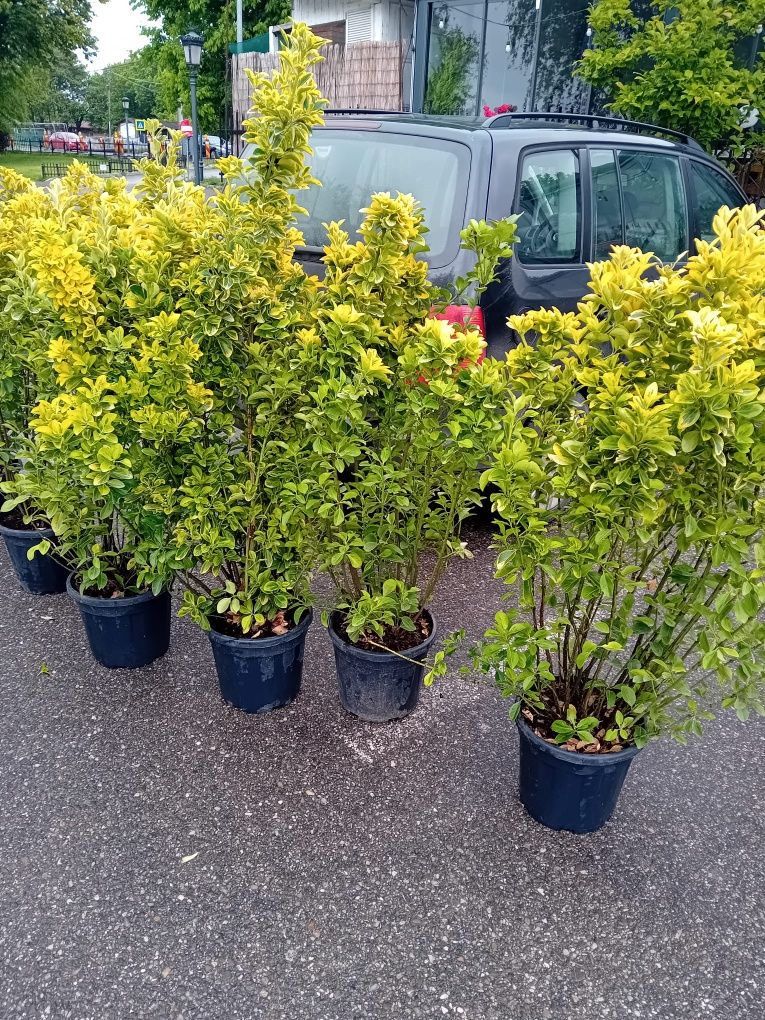 Prunus photinia evonimus de terasă