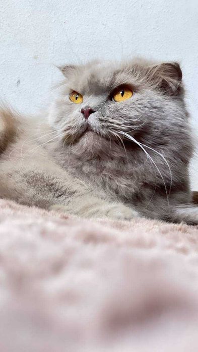 Шотландский фолд