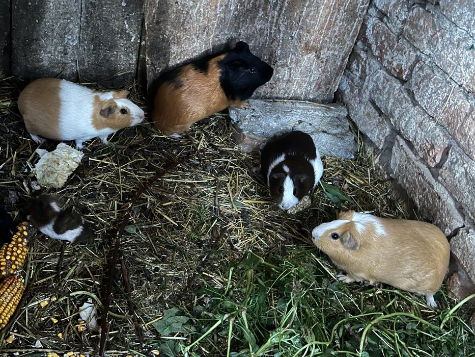 Porcusori de guineea