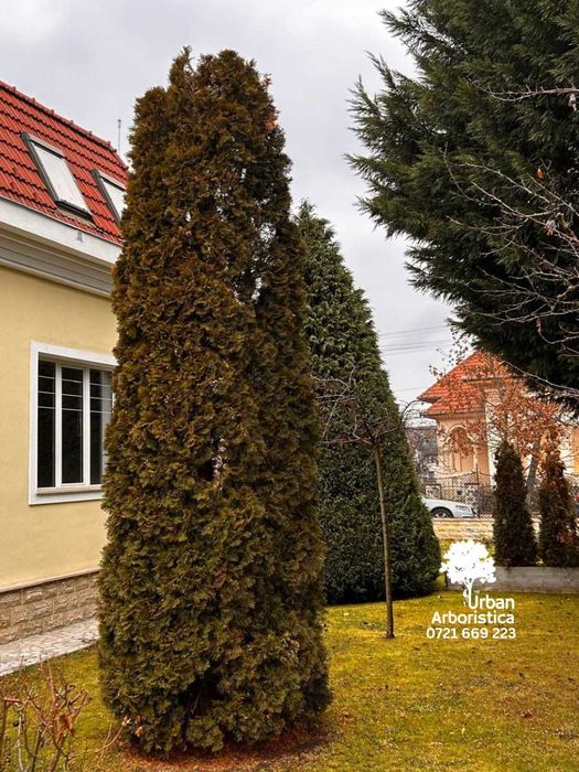 Defrișare Teren Cosit Curățat Livada Gradina - Tuns Gard Viu Timișoara