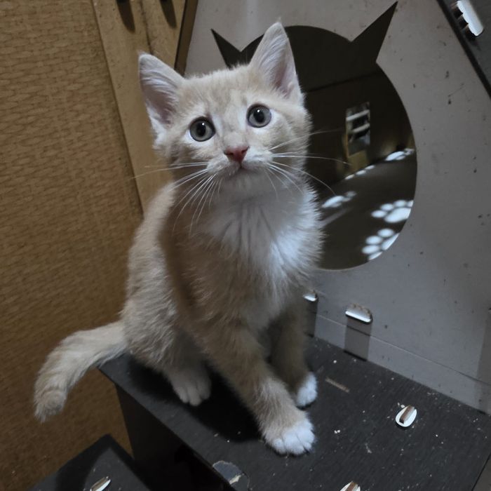 Котик ищет дом!!!