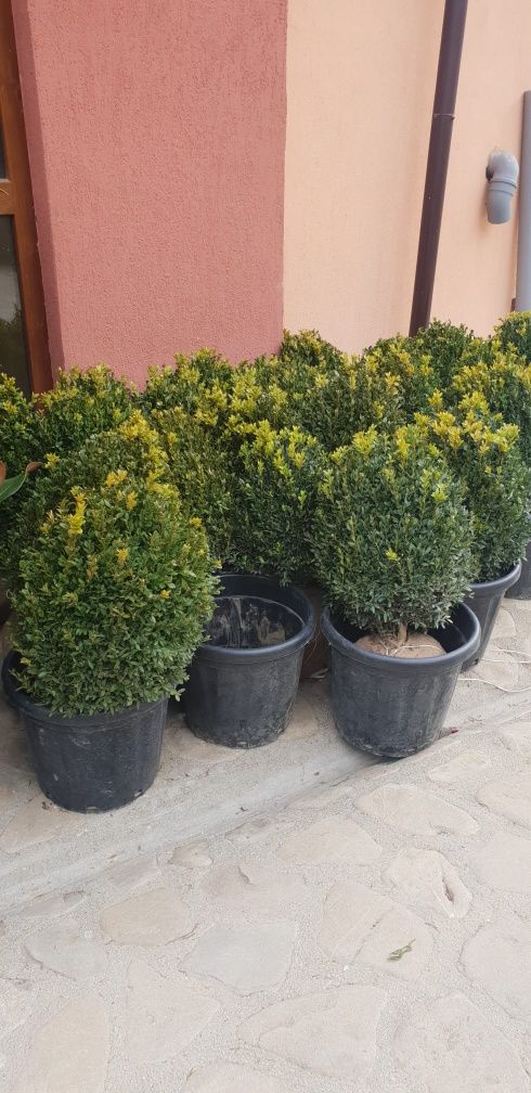 Spirală buxus globular