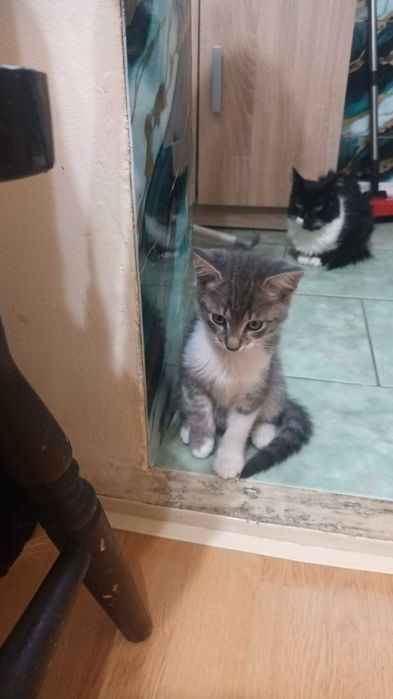 Продавам котенца