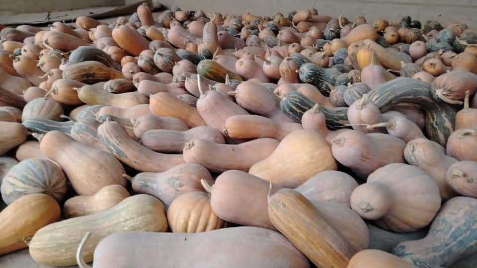 Асқабақ сатылады дәмі керемет