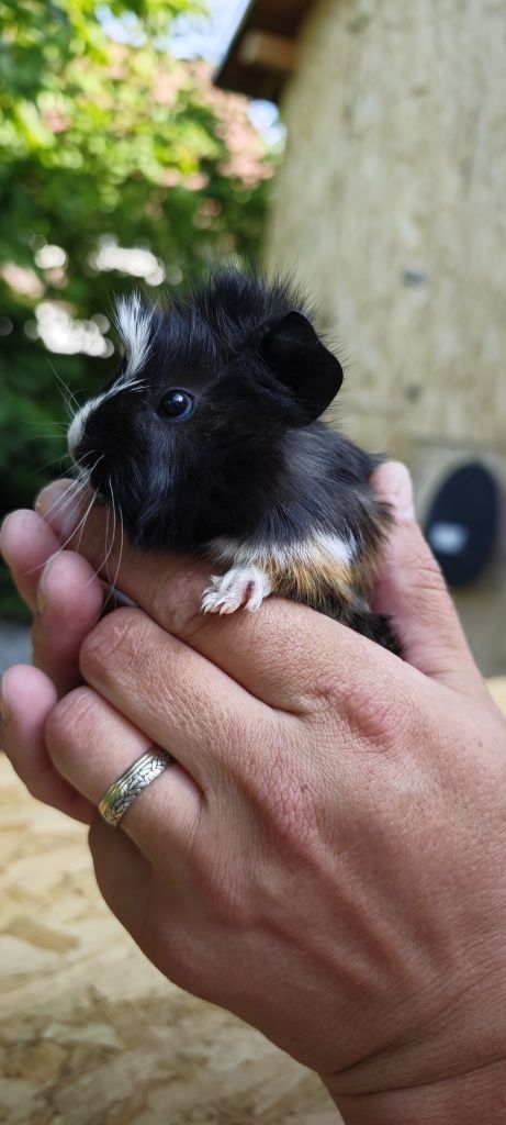 Vând pui porcușor Guinea