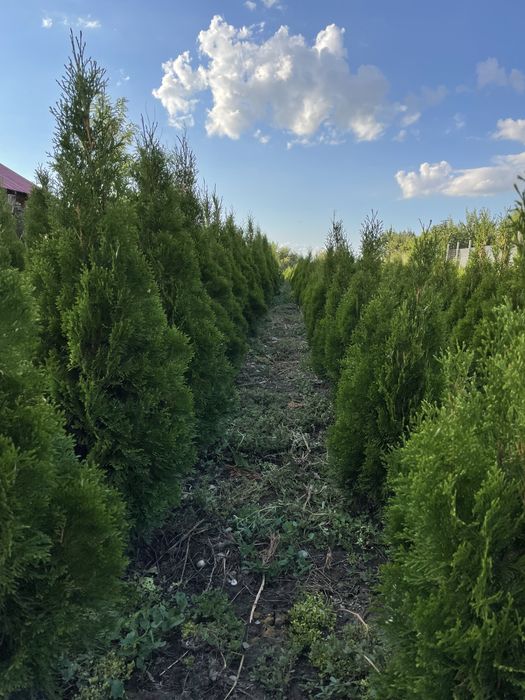 Thuja smaragd 100-120cm