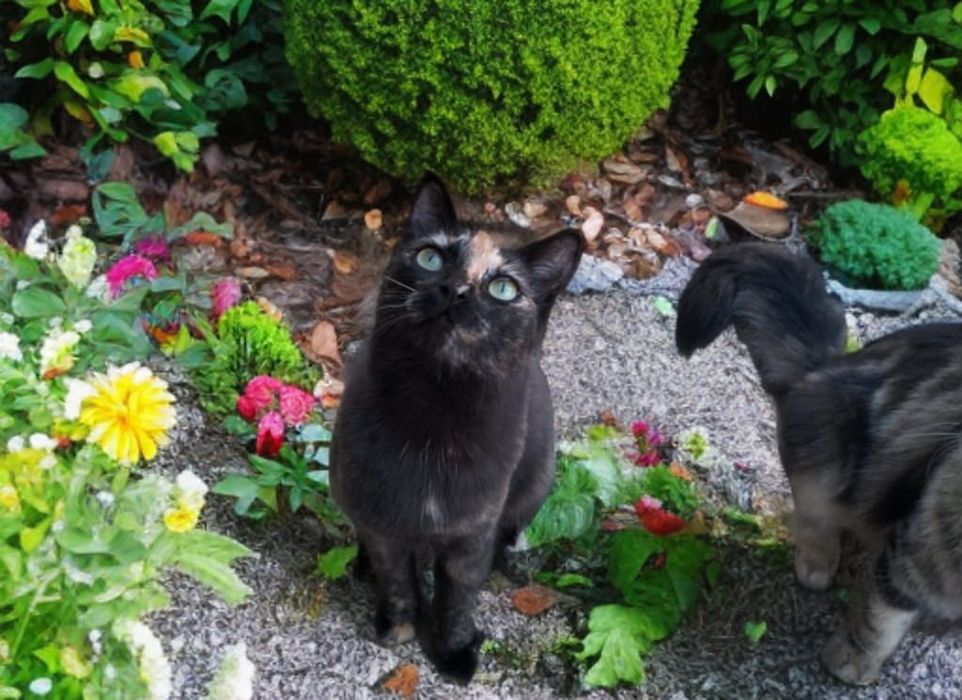 Ищем дом для котят!