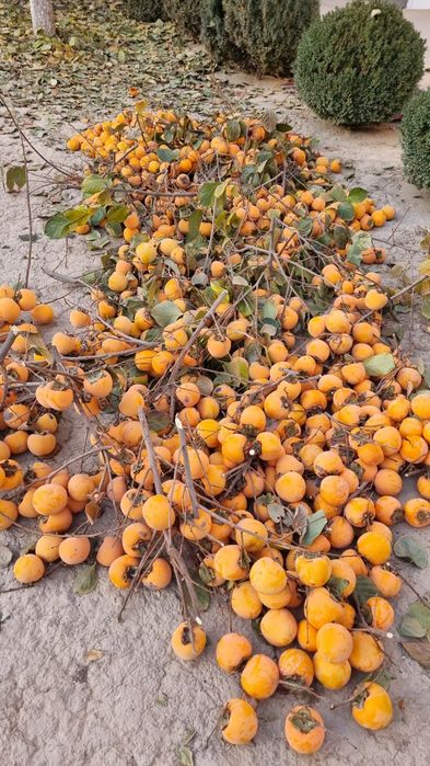 Хурмо сотилади кота