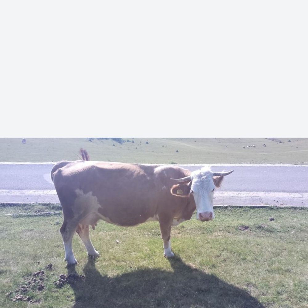 Vand vaca baltata romaneasca