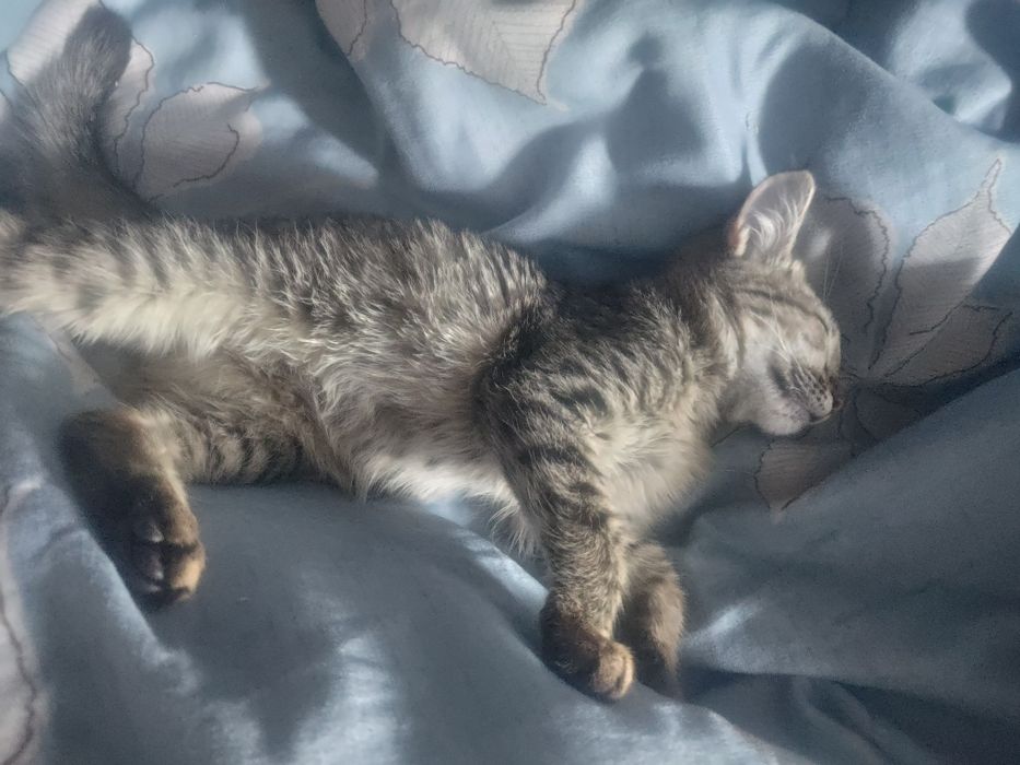 2 котенка, рыжий и серый.