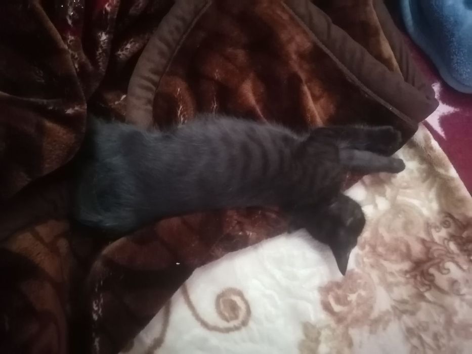 Мушук хадя клинади