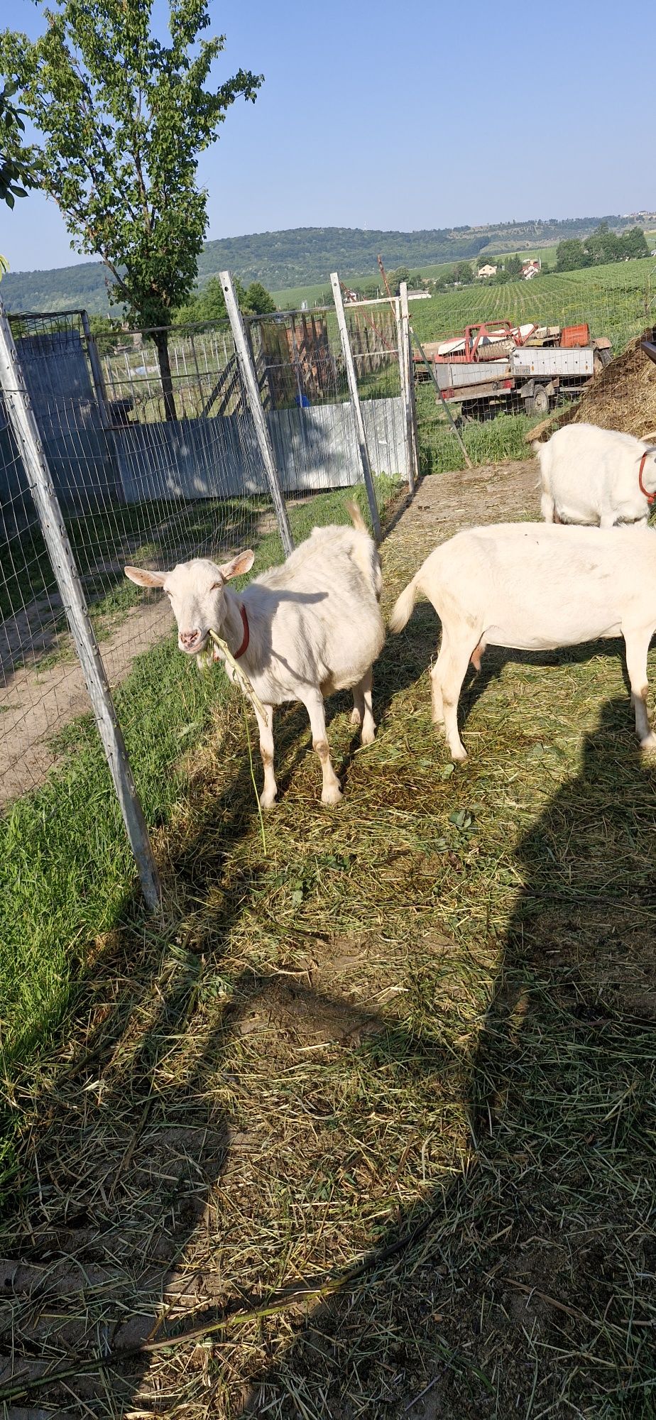 Capra saanen cu lapte
