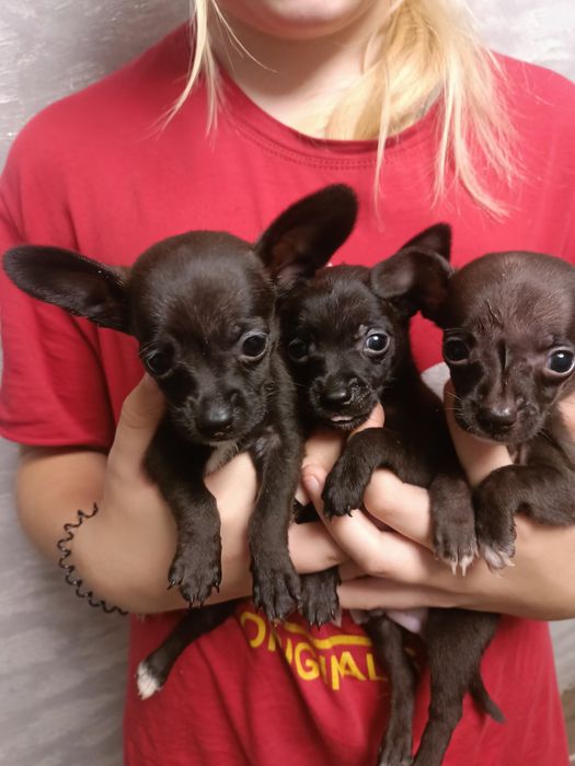 Продам щенков тойчиков