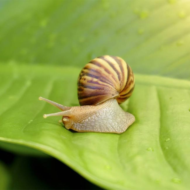 Agrosan B otrava moluscoid melci, limacsi