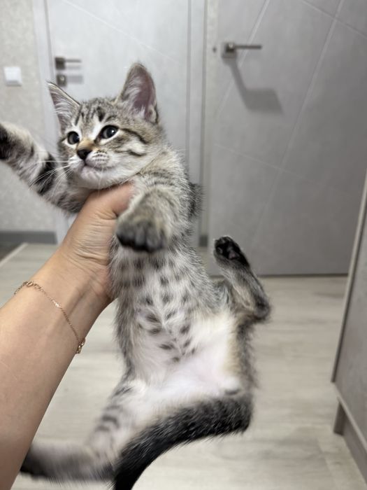 Отдадим в добрые руки котят!