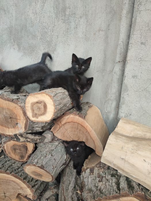 Котята в добрые руки.