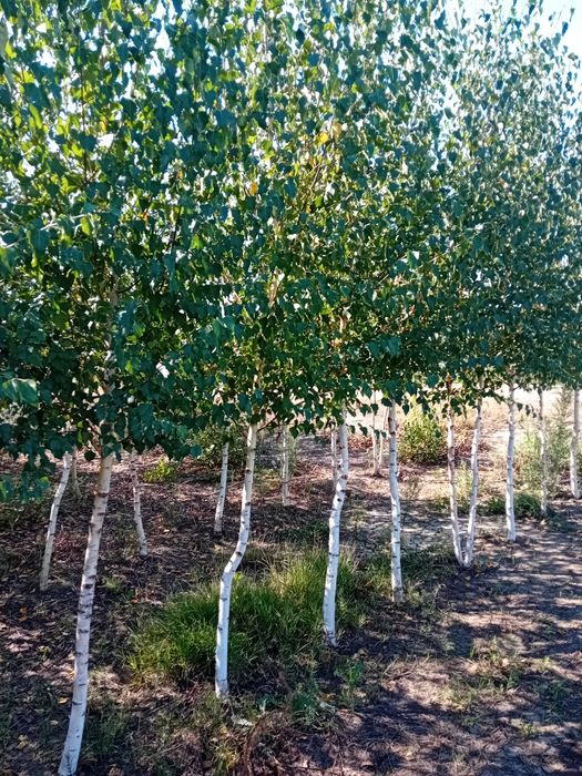 Vând mesteacăn pepinieră