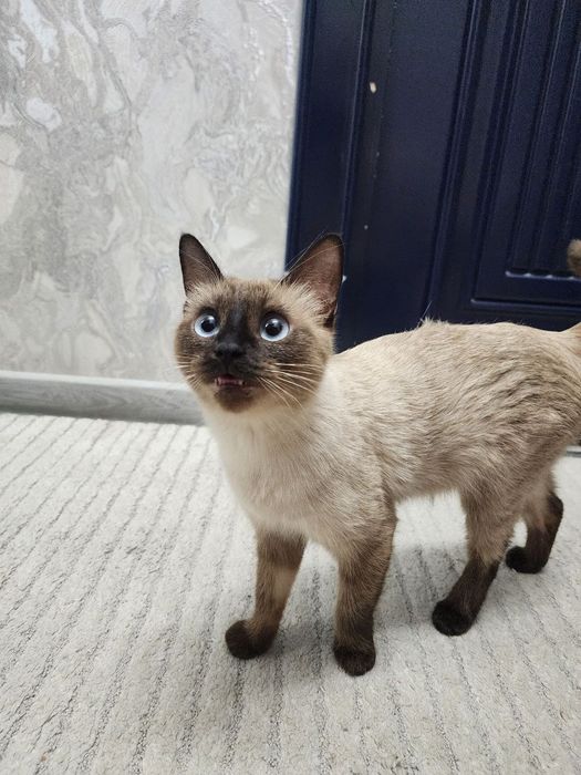 Сиамская кошка Барсик