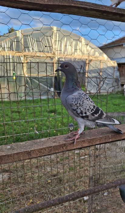 Спортни пощенски