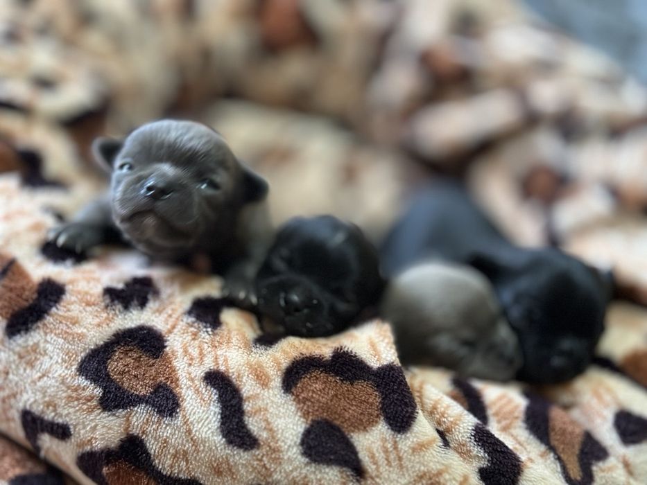 К  продаже готовятся прекрасные мини чихуахуа.чистокровные