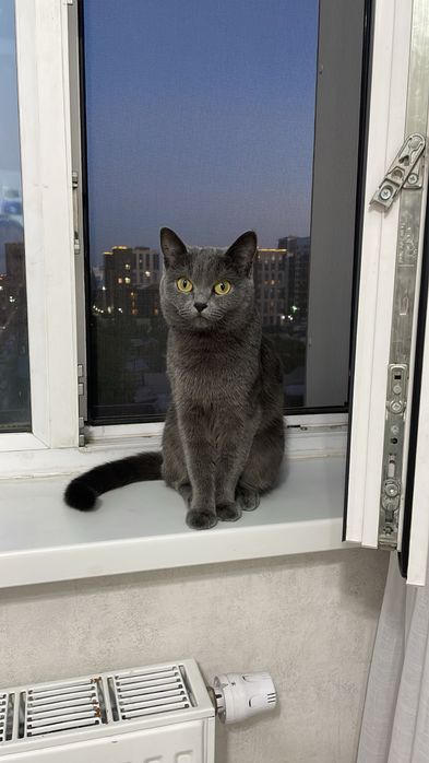 Отдам бесплатно кошку