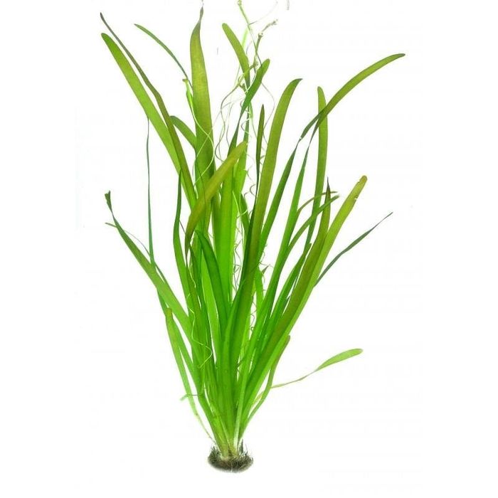 Валлиснерия гигантская (Vallisneria gigantea)