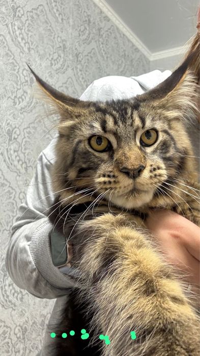 Продам кота Мейкуна