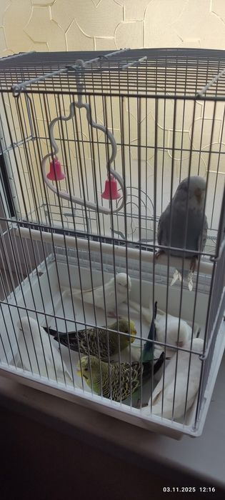 Сотилади папугай