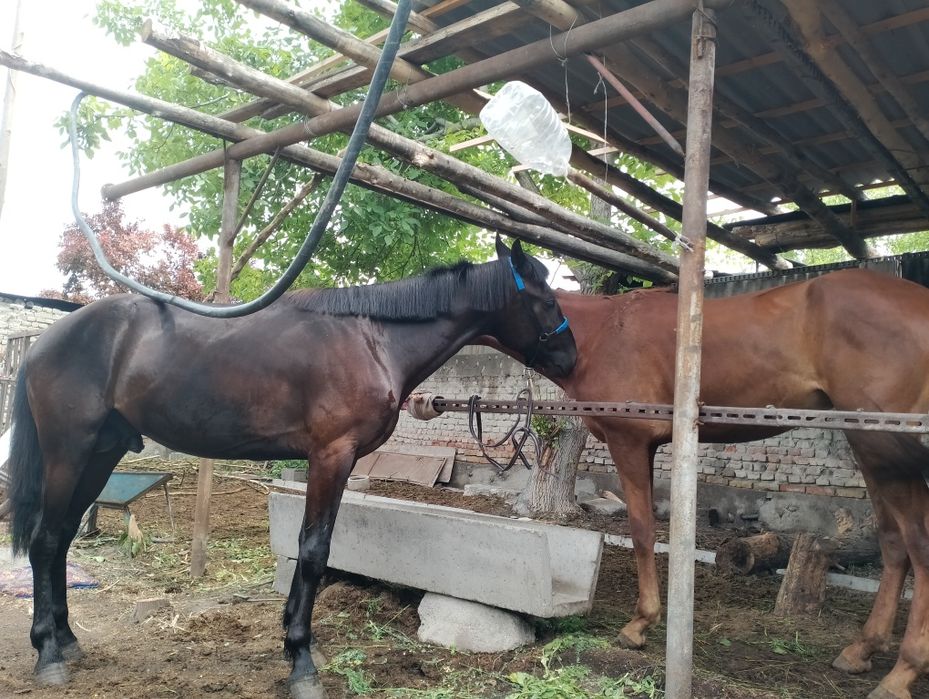 Qora bayir zotli qora bayir