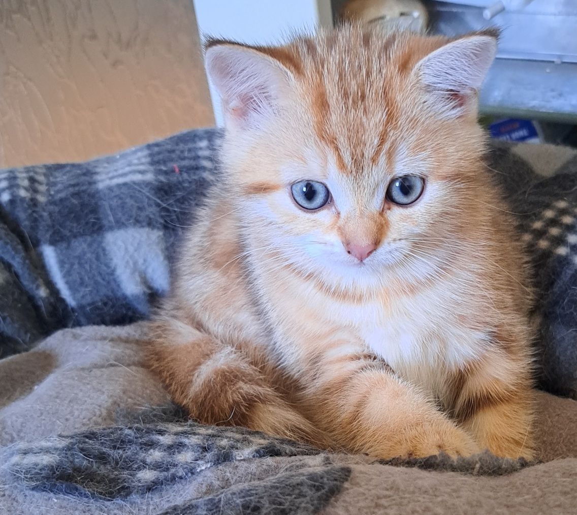 Котенца шотландски/британски