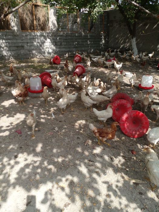 Tovuqlar (sertuxum sendi) sotiladi