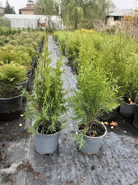 Западна туя Фастигиата