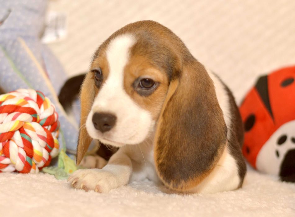 Femela Pui Beagle tricolor din parinti cu pedigree