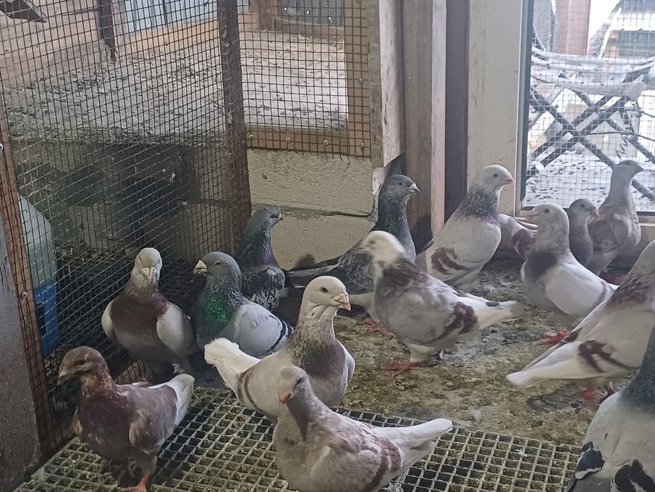 Porubei standar de vânzare