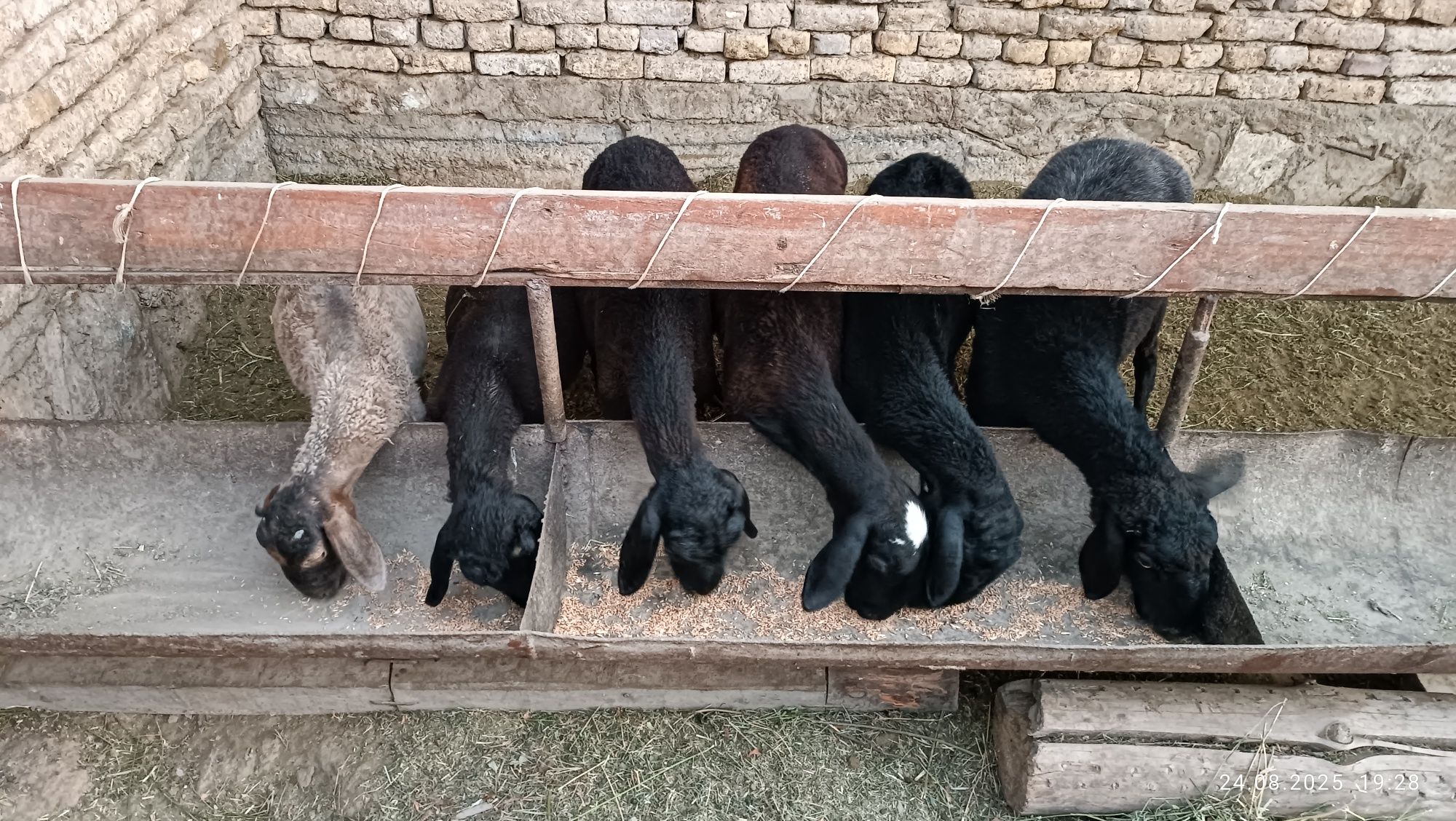 2 ta ikkizak qoy bolalari bn sotiladi