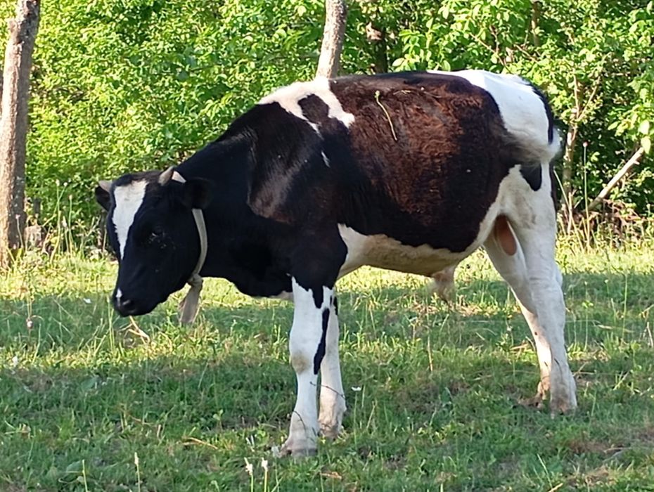 de vanzare vițel an vârstă de 6 luni rasa de carne olstain mai multe d